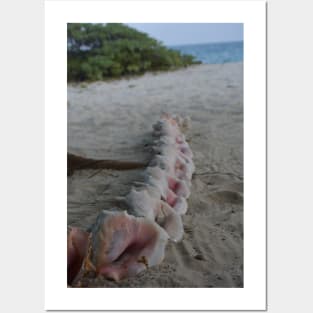 Queen Conchs on the Beach Posters and Art